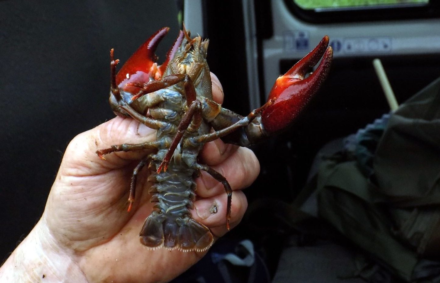 What bait do you use to catch crawfish? - Quora