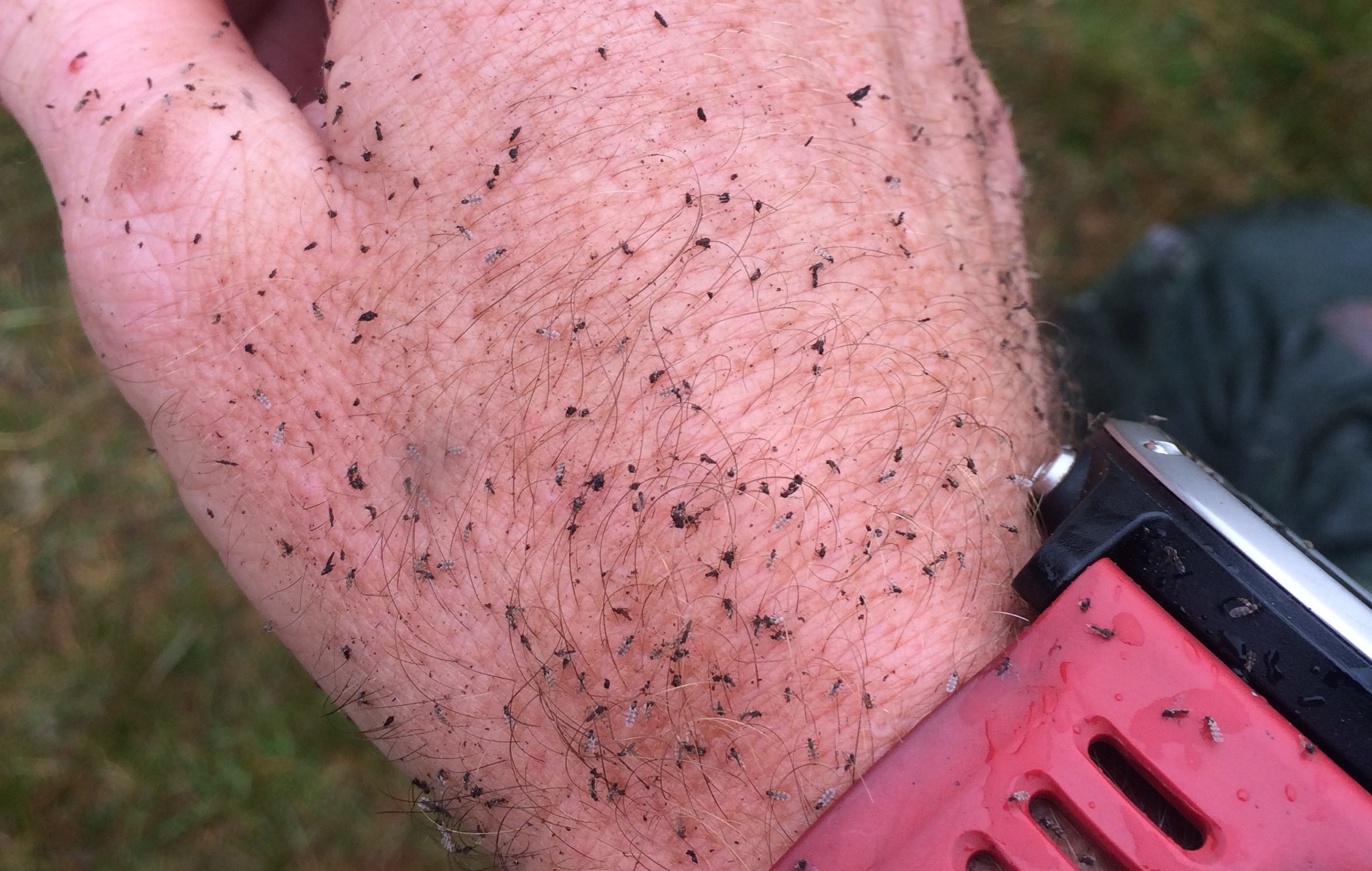 Midge survival guide How to effectively battle Scotland's impending