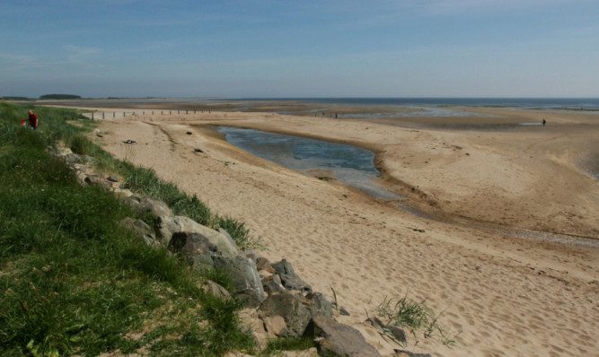 Dogs contract parvovirus after walking at Monifieth