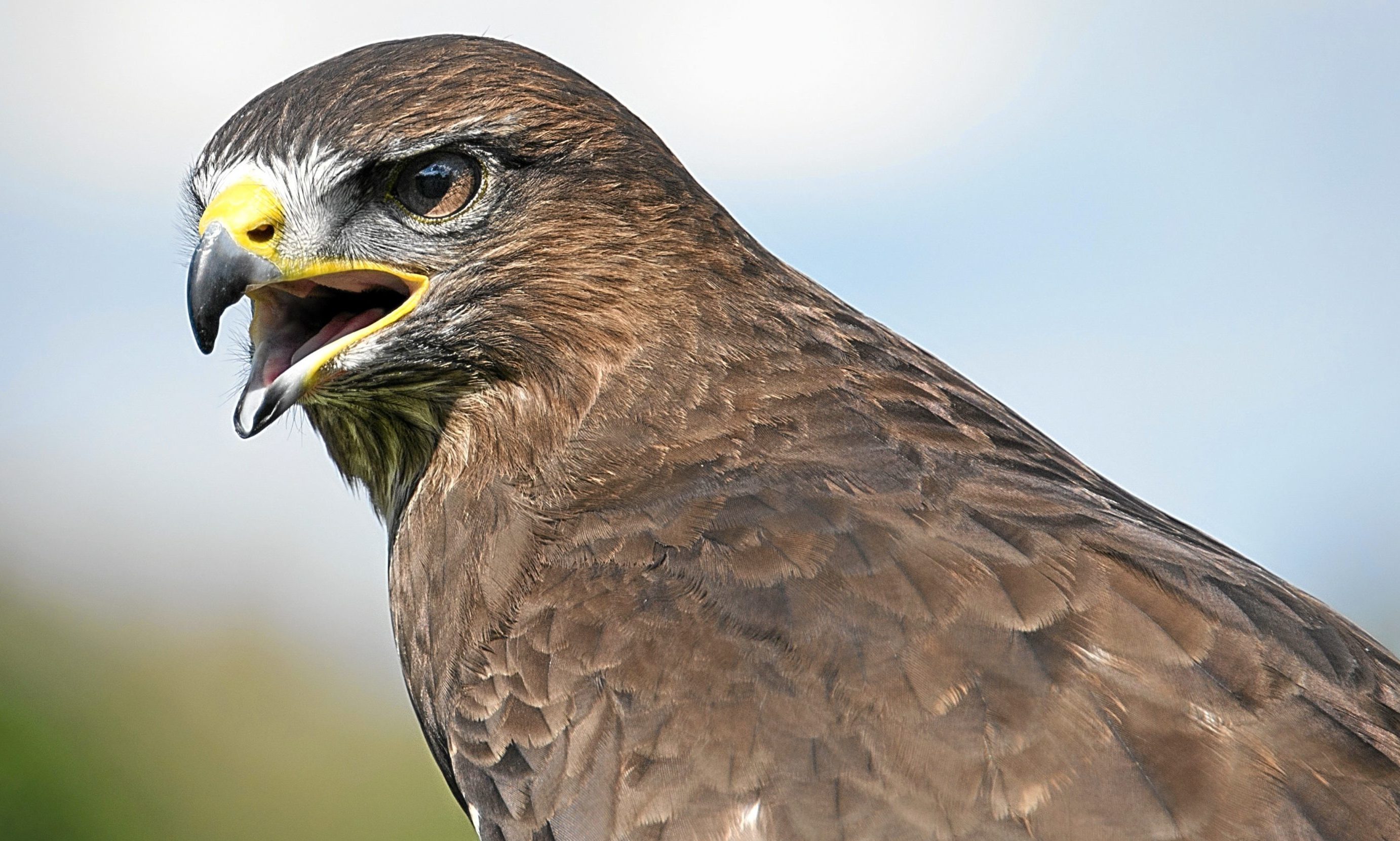 common buzzard common buzzard