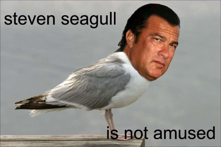 StevenSeagull.jpg