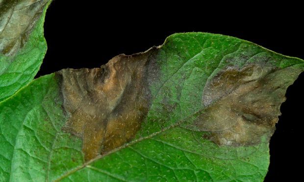 The E-nose could smell the earliest signals of diseases such as potato blight long before they become visually apparent
