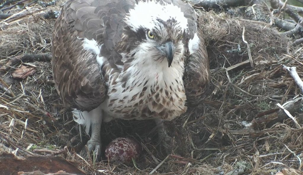 Video Perthshire Osprey Lays First Egg Of The Season The Courier