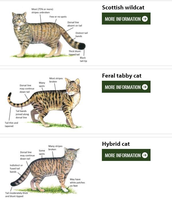 Fact file Everything you need to know about the Scottish wildcat The