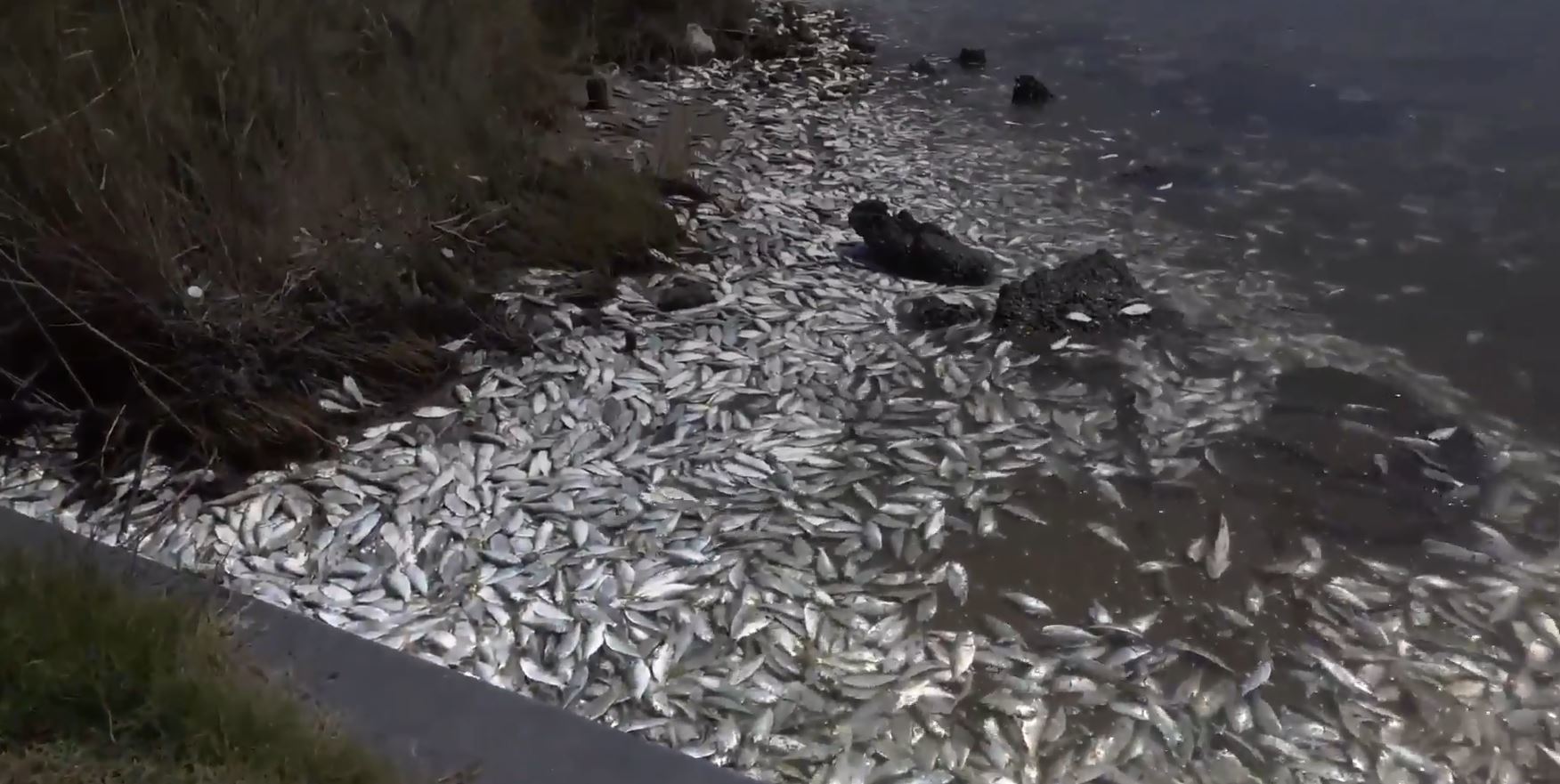 VIDEO Watch thousands of fish wash up on shore in remarkable footage