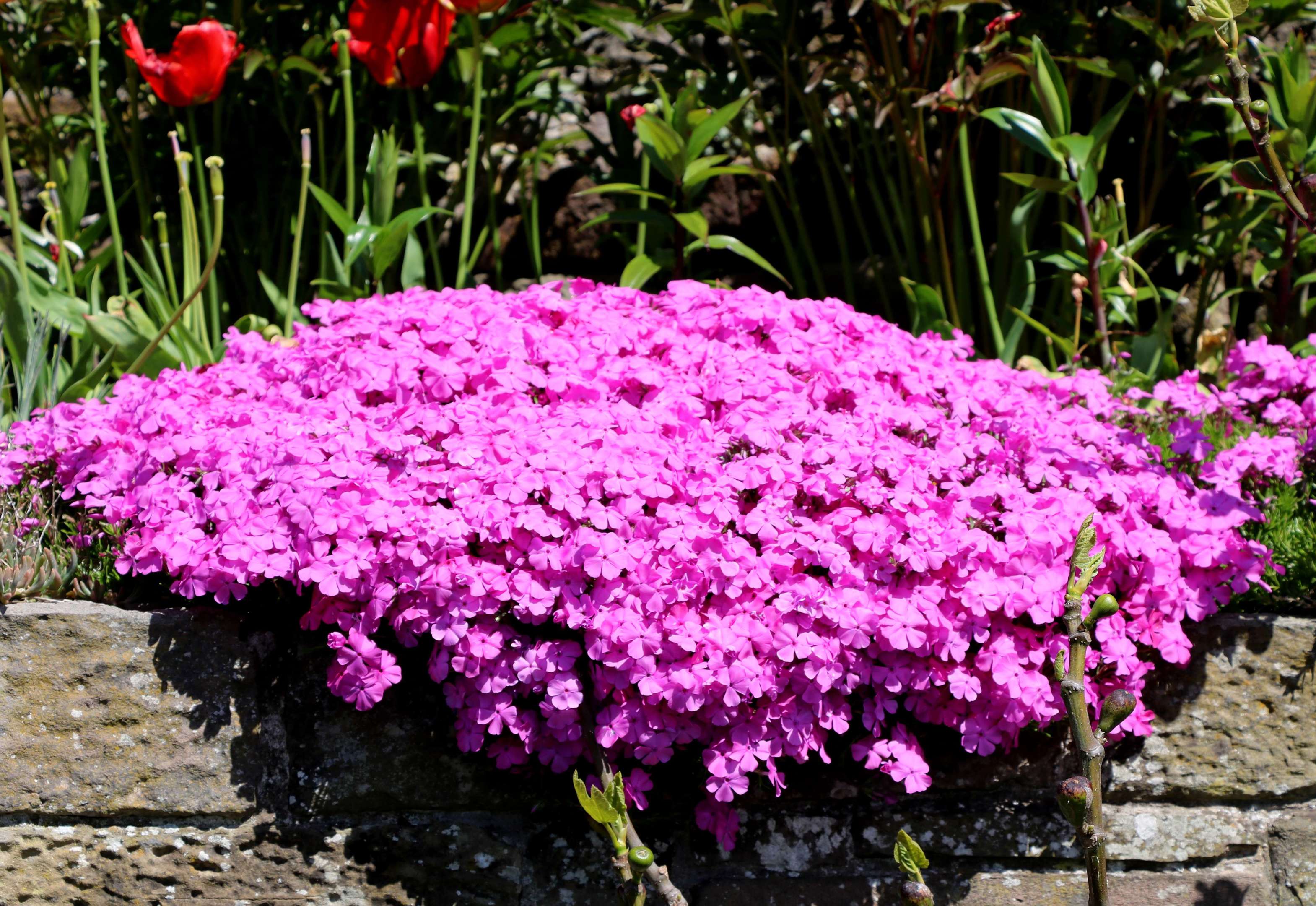 What s the best easy ground cover for the garden