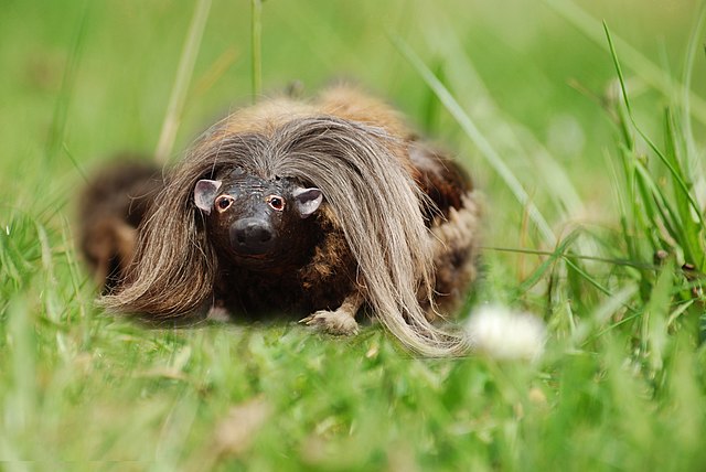 Is haggis an animal? Many believe the Scottish delicacy is a real animal