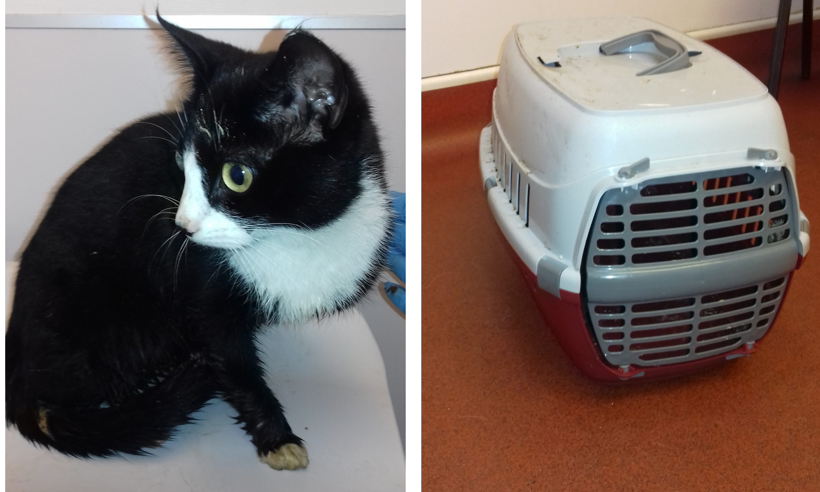 Clover pet sales cat carrier
