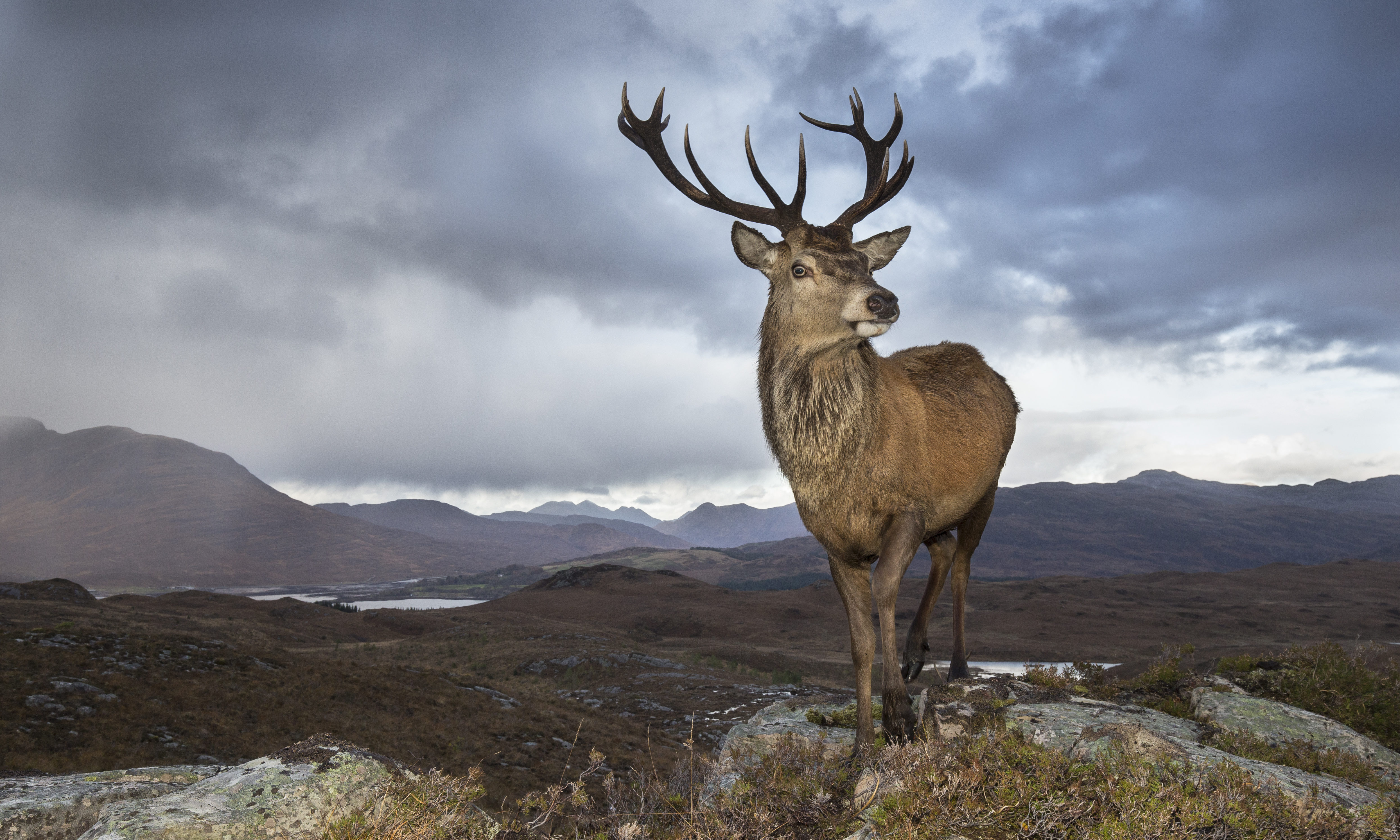 Call of the Wild — is it time for Scotland's native species to return?