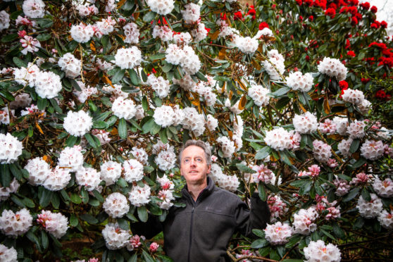 Ken with Rhodendron Taurus.