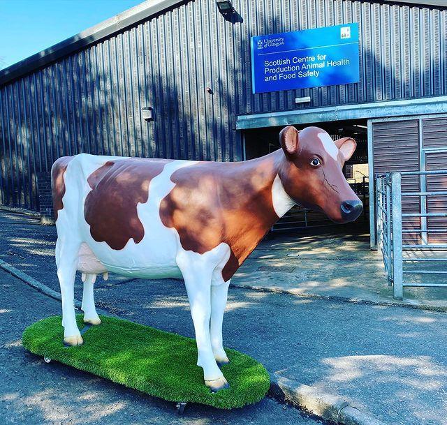 One of Horn Imports' model cows at Glasgow University.