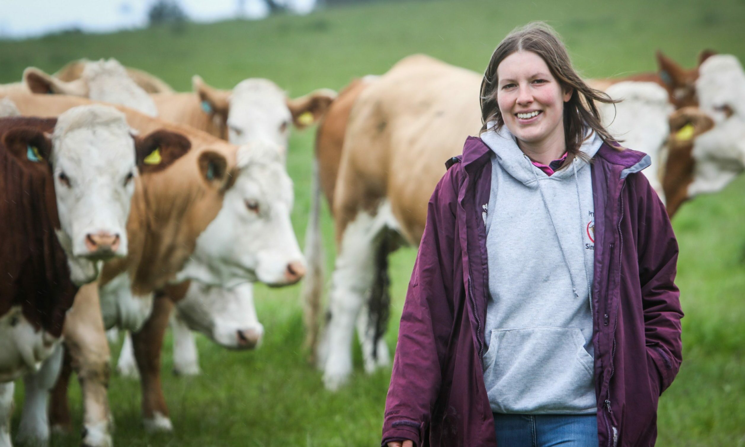 Simmental breeder gearing up for return to the big Royal Highland stage