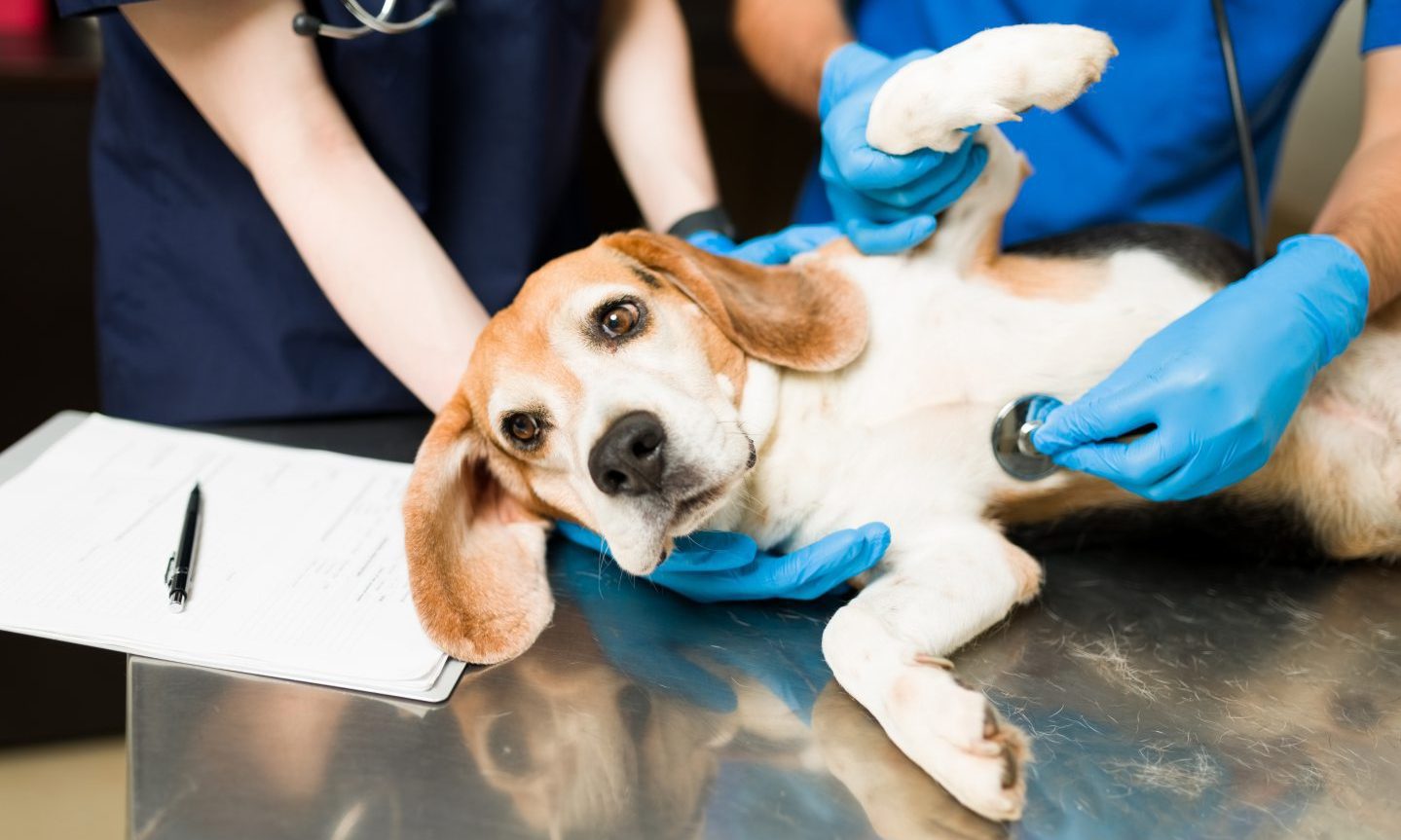 Parvovirus outbreak among Tayside dogs worsens