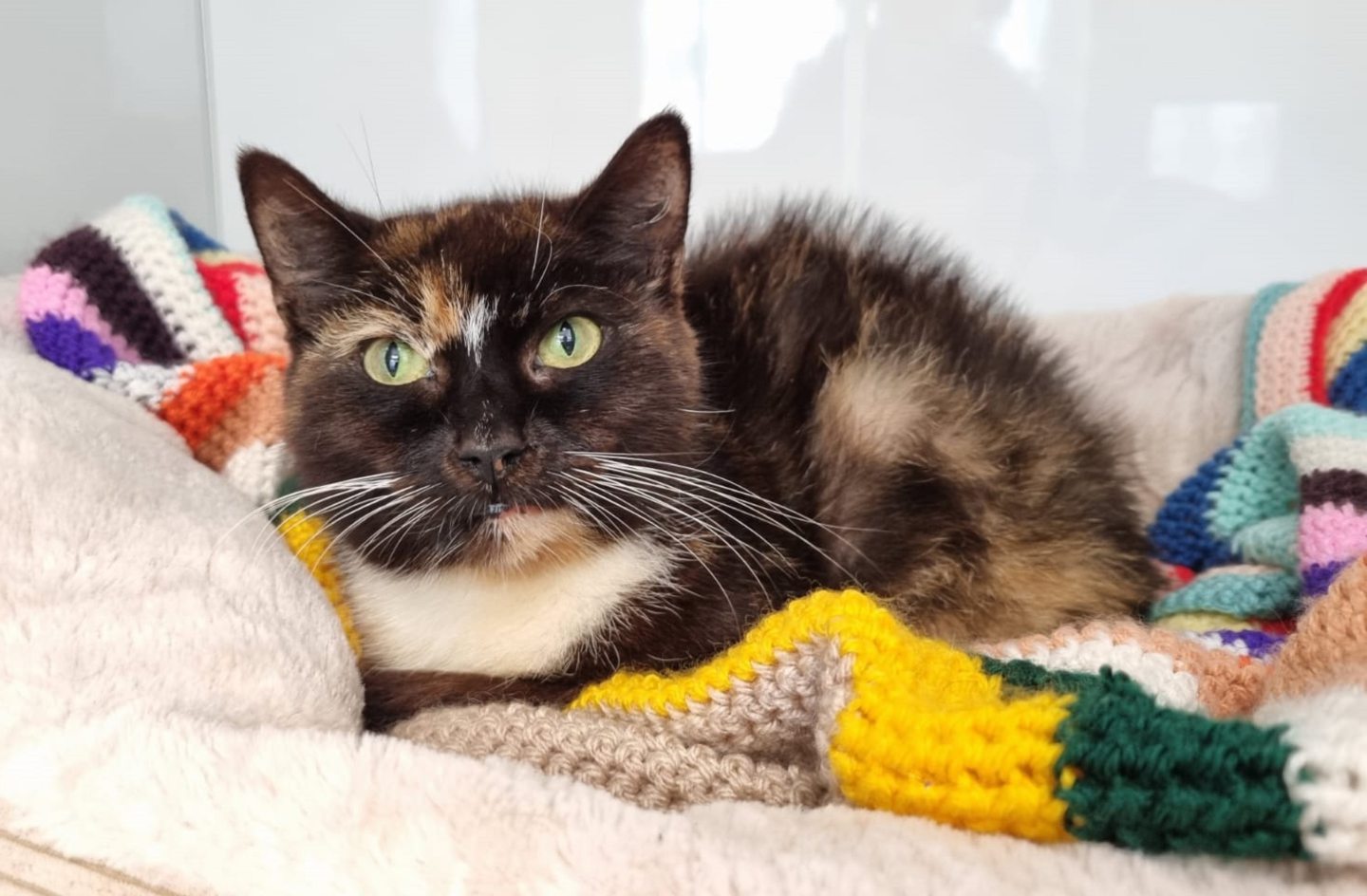 Three starving cats found abandoned in Kirkcaldy garden