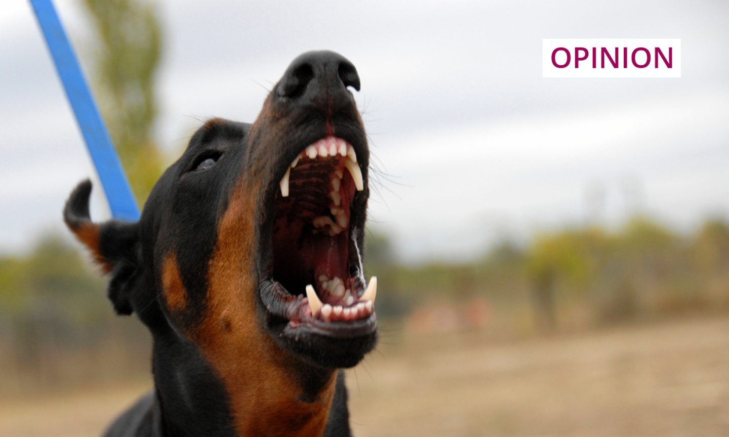 Kirsty Strickland on irresponsible dog owners